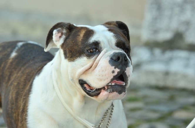 Continental bulldog : une nouvelle race de chien