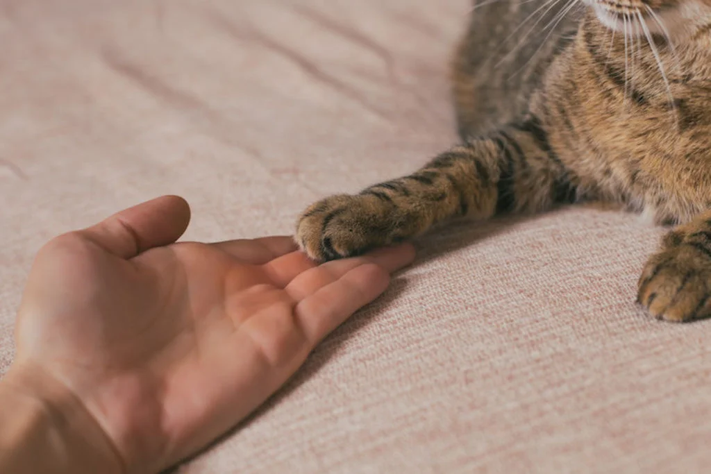 coussinets chat