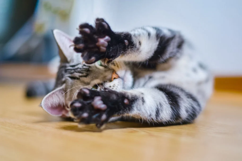 coussinets chatons