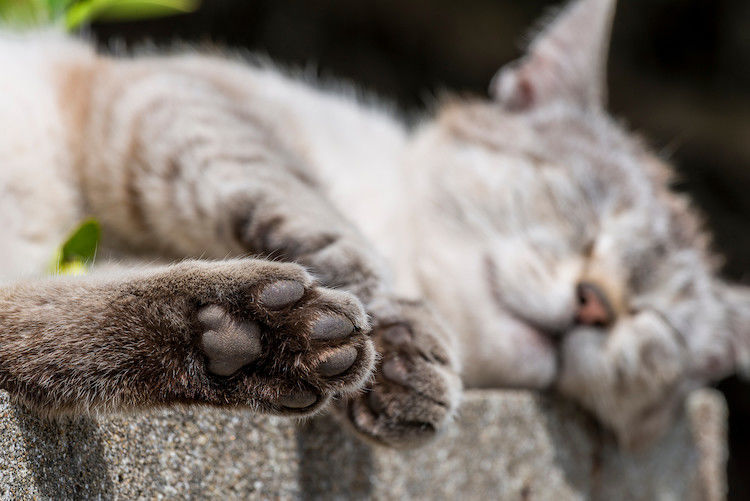 Comment prendre soin des coussinets de son chat ?