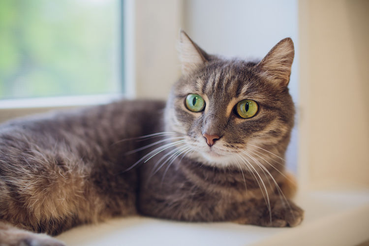 Leucose chez le chat : comment le protéger efficacement contre cette grave maladie ?