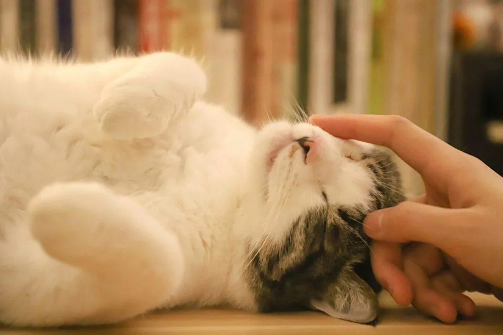 chat qui veut un câlin