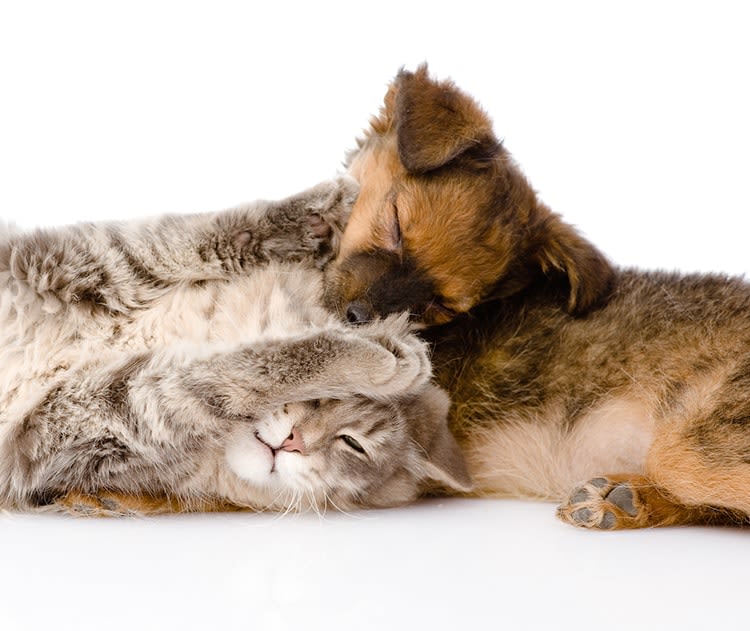 Enquête : toujours plus de chats et moins de chiens en France