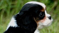 King Charles Spaniel : le digne cousin du Cavalier