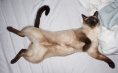 Internet : un site « pornographique » pour les chats
