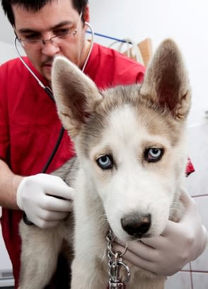 Prévenir la rage chez l&rsquo;homme en vaccinant le chien