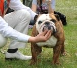 Orly : un chien de concours meurt dans une soute à bagages