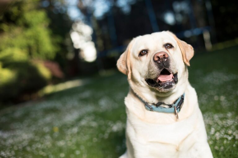 Dysplasie du coude chez le chien : causes, symptômes, traitement