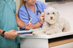 L&rsquo;intérêt des aliments thérapeutiques pour chien et chat