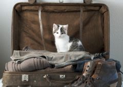 Voyager avec son chien ou chat vers le Royaume-Uni