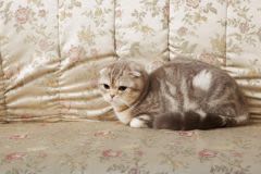 Les avantages de la stérilisation précoce des chats