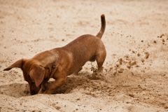 Teckel : un chien de chasse devenu chien de compagnie