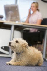 Licencié parce que son chien s&rsquo;est échappé