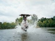 Puces et tiques : des traitements qui résistent à l’eau