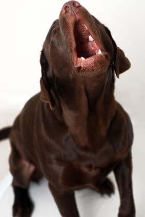 Aboiements du chien : les enfants doués pour les comprendre