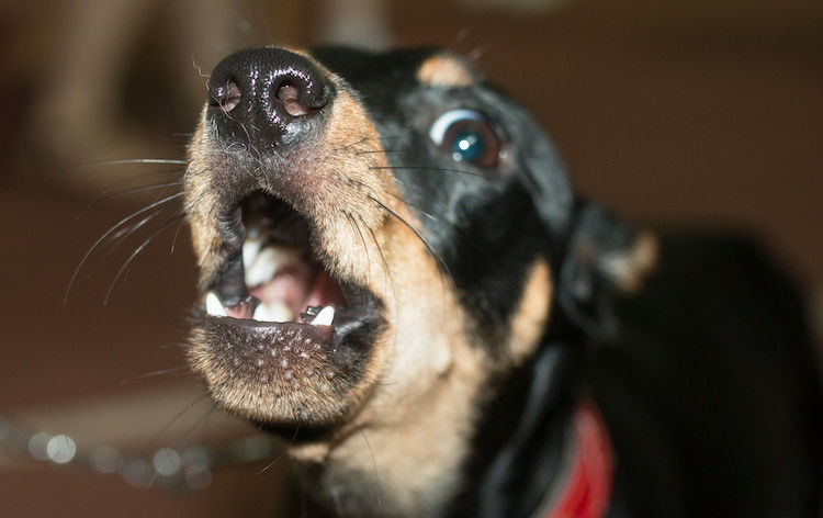 Peur des chiens : une phobie qui se soigne