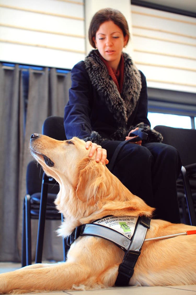 Dock, un chien guide d’aveugle parrainé par Santévet