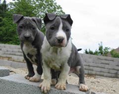 Amstaff : une étude sur la croissance des chiots