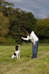 Savoir dire « non ! » à son chien