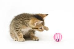 Le chat : un éternel adolescent qui a besoin de jouer !