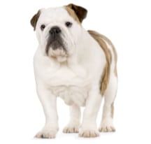 Un test pour dépister l’hyperuricosurie chez le chien