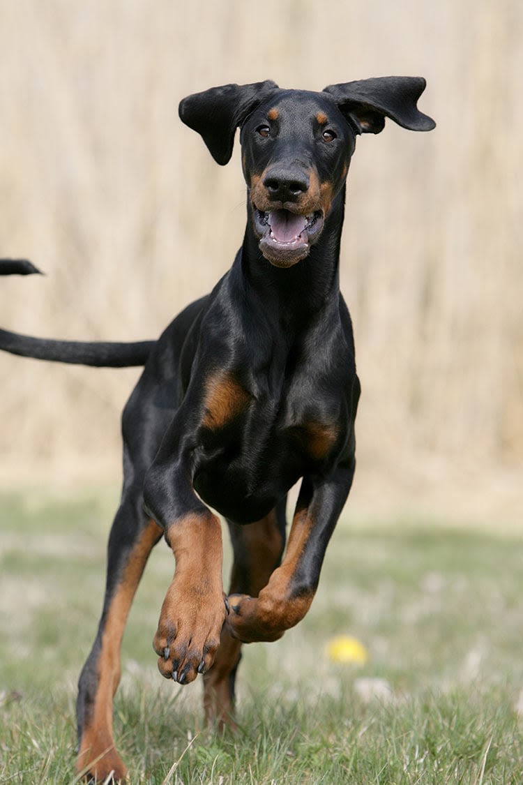 Anomalie de la coagulation chez le chien : un nouveau test