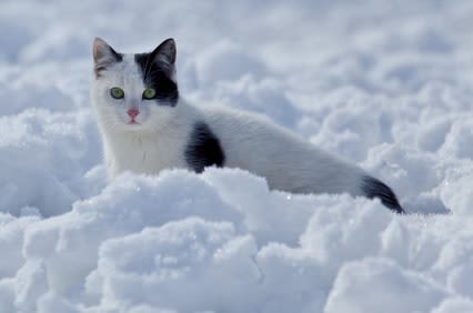 Chien et chat : les protéger des rigueurs de l’hiver