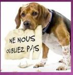 « Gamelle pleine » : des kits pour aider les chiens des SDF de Lille