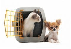 Chien et chat : sa première visite chez le vétérinaire