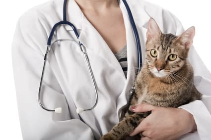 Identification : une obligation pour les chats nés après 2012