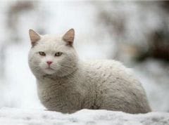 prise en charge de la maladie rénale chronique du chat