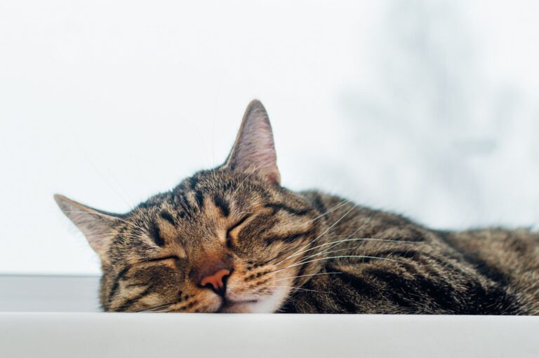 Chats et chiens sont aussi victimes de gastro-entérite