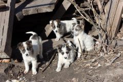 Pologne : pas de chiens et chats sans pedigree à la vente