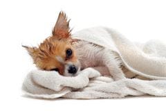 Laver son chien… même en hiver