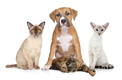 Vermifuges : chiens et chats insuffisamment protégés
