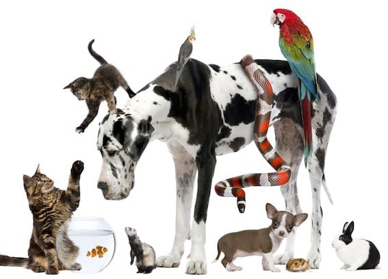 SantéVet assure les chiens, les chats, mais aussi les NAC