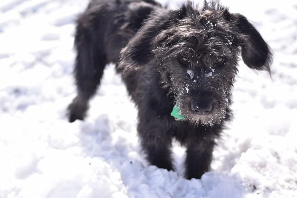 Chien dans le froid