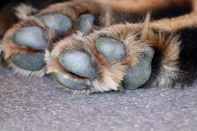 Les coussinets du chien servent-ils aussi à le protéger du froid ?
