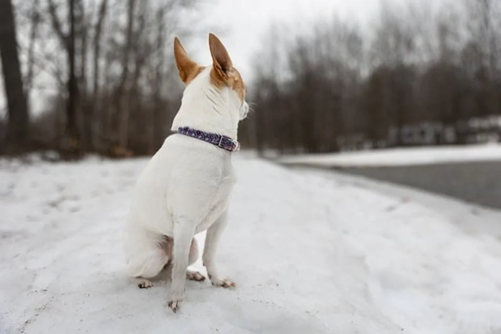 Chien dans la neige