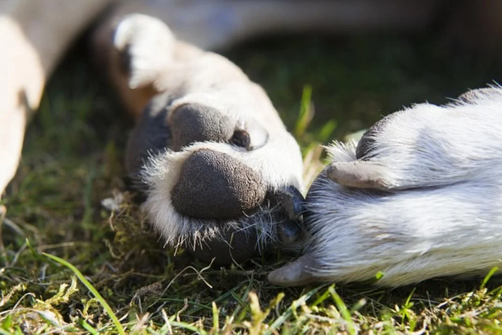 Coussinet du chien