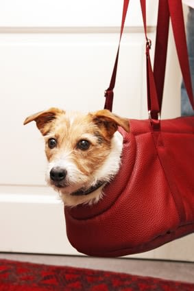 Réserver un billet de train pour chien ou chat à la SNCF