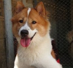 Thai Bangkaew Dog : la 358e race de chien reconnue
