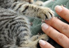 Prendre soin des griffes de son chien ou chat