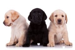 Vente de chiots sur Internet : attention aux arnaques