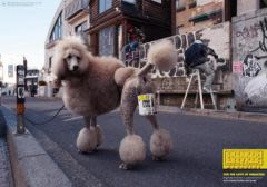 Japon : assurance chaussures contre crottes de chiens !