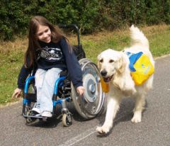 Chiens d’assistance : l’Essec soutien Handi’Chiens