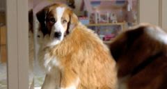 Une publicité automobile contre l&rsquo;obésité du chien