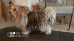 Chiens, chats, et autres animaux : France 5 enquête