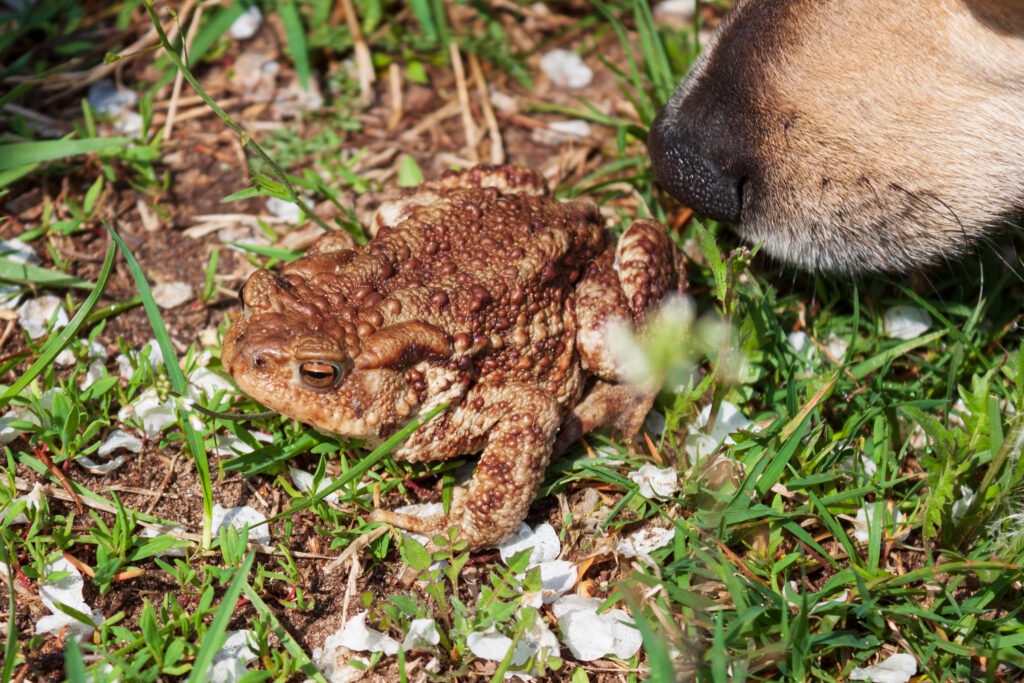 Chien et crapaud