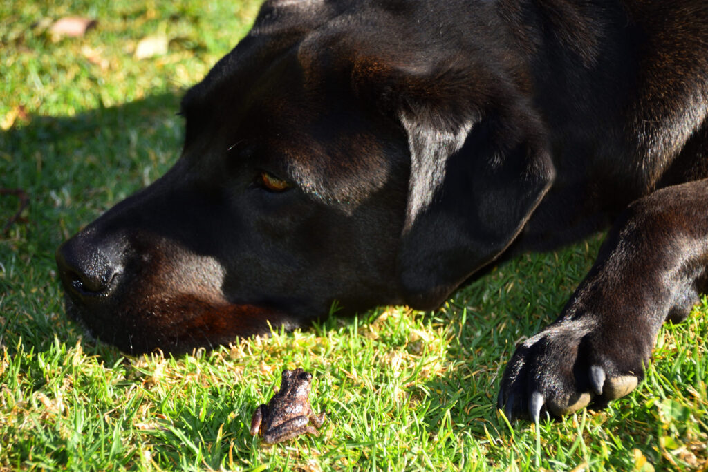 Chien et grenouille